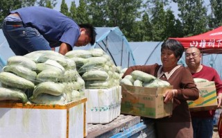 羊角酥种植技术 种植70天就能收获，又酥又脆切它不用刀，12元一斤成网红水果